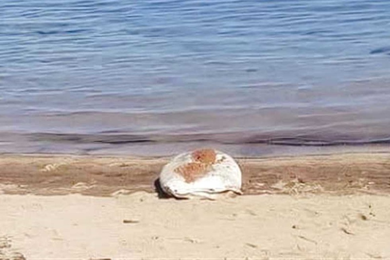 صورة مقال بحري
