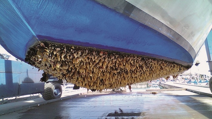صورة مقال بحري